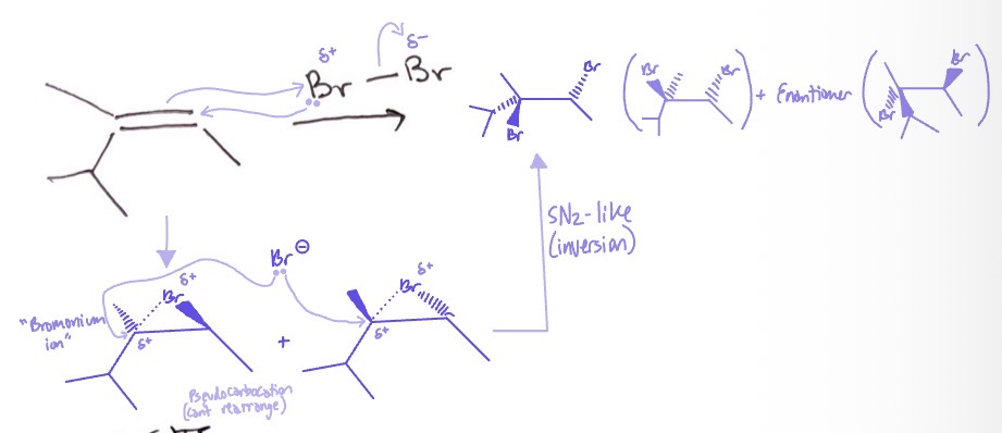<p>alkene takes partially positive Br/Cl to form pseudocarbocation and EN → Br-/Cl- attaches to higher degree partially positive carbon and EN → SN2 like inversion and EN</p>