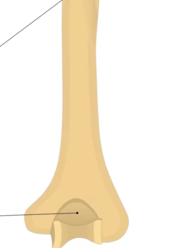 <p>What is this pointing to? What bone is it on?</p>