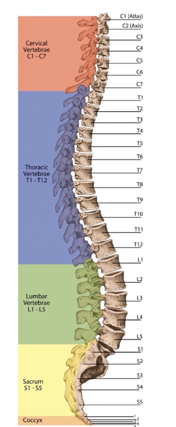 <p>Cervical spine (7 vertebrae)</p><p>Thoracic spine (12 vertebrae)</p><p>Lumbar spine (5 vertebrae)</p>