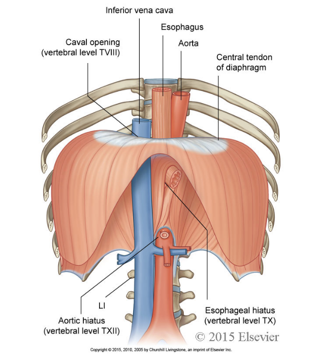 <p><span><span>The diaphragm is a thin, musculotendinous, dome-shaped sheet of muscle that separates the thorax from the abdomen.</span></span></p><ul><li><p><span><span>It has a large, flat </span></span><strong>central tendon</strong></p></li></ul><p></p>