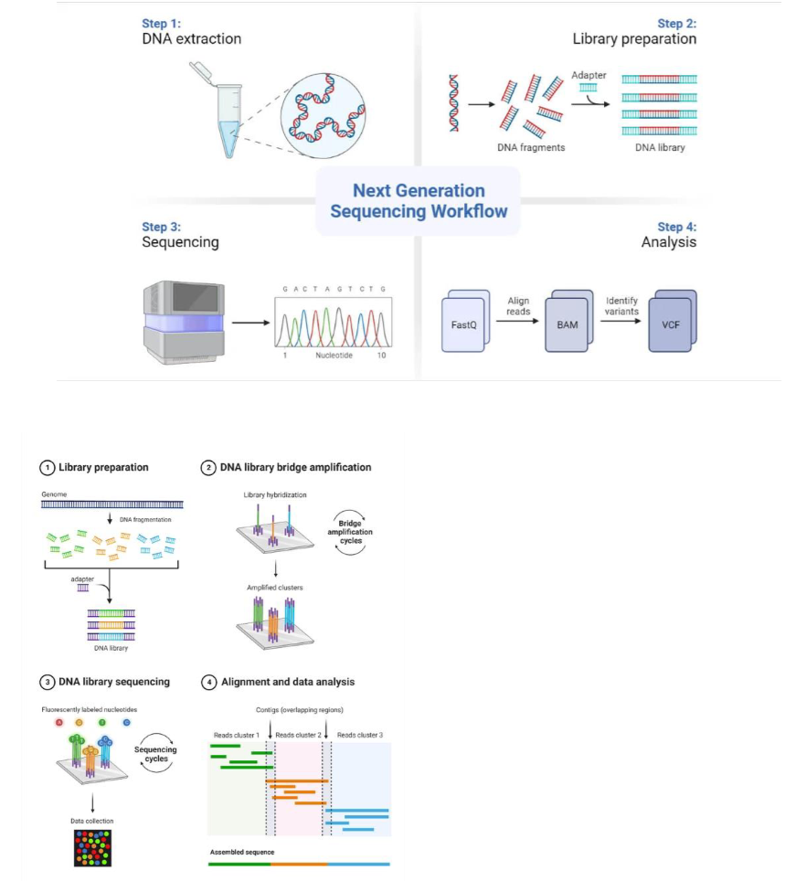 <ul><li><p>In the past: <strong>Polymerase Chain Reaction (PCR)</strong></p></li><li><p>Amplifies extant endogenous DNA to allow for typing</p></li><li><p>Cycle of heating and cooling essentially zip and unzip, allowing for sequences to copy</p></li><li><p>Take finalized solution and put it into a…</p></li></ul><p></p><ul><li><p><strong>Agarose Gel Electrophoresis </strong>allows for visualization of PCR</p></li></ul><p></p><ul><li><p>Principles of Gel Electrophoresis</p><ul><li><p>DNA has a specific charge and length</p></li><li><p>Agar gel is electrified</p></li><li><p>Longer chains make it less far</p></li></ul></li></ul><ul><li><p>Doesn’t require sequencing entire genome</p><ul><li><p>Allows for a focus on a few specific genes likely to be variable and preserved</p></li></ul></li></ul><p></p><ul><li><p>PCR was invented by Kary Mullis</p></li><li><p>Probably one of the most important discoveries in the history of science</p></li><li><p>“It's impossible to overstate PCR's impact. The ability to generate as much DNA of a specific sequence as you want, starting from a few simple chemicals and some temperature changes—it's just magical”</p><ul><li><p>David Bilder</p></li></ul></li><li><p>Today: <strong>Next Gen Sequencing (NGS)</strong></p></li><li><p>Benefits = “Hypothesis-free” approach, higher discovery power; High throughput = less cumbersome for large samples or samples with many regions of interest</p></li><li><p>Require calibration with <strong>libraries</strong></p><ul><li><p>Portions of genomes made of different lengths</p></li><li><p>Human genome project (completed in 2022)</p></li></ul></li><li><p>A common method is Illumina</p></li></ul><p></p>