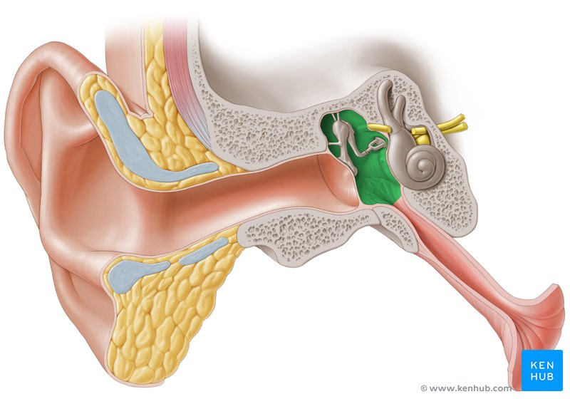 <p><strong>Membrana timpànica</strong></p><ul><li><p>Separa l'oïda externa de la mitjana. </p></li><li><p>Té dues parts: <em>pars tensa</em> (més gran i resistent) i <em>pars flàccida</em> (superior, fina i fràgil).</p></li></ul><p><strong>Cadena de demanetes (huesecillos):</strong> </p><ul><li><p>Martell</p></li><li><p>Enclusa (yunque) </p></li><li><p> Estrep (estribo). </p></li><li><p>Transmeten la vibració mecànica des del timpà fins a la còclea.</p></li></ul><p></p>