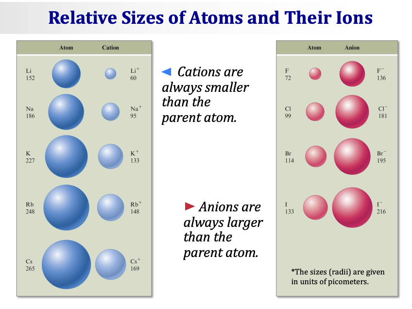 <p>Two important rules about ion size compared to the parent atom:</p><ul><li><p><span><strong>Cations are always SMALLER than the parent atom.</strong></span></p><ul><li><p><span>Why? When electrons are removed, there are fewer electrons but the same number of protons → protons pull remaining electrons in more tightly → smaller size.</span></p></li><li><p><span>Example: Li = 152 pm → Li⁺ = 60 pm (much smaller!)</span></p></li><li><p><span>Example: Na = 186 pm → Na⁺ = 95 pm</span></p></li></ul></li><li><p><span><strong>Anions are always LARGER than the parent atom.</strong></span></p><ul><li><p><span>Why? When electrons are added, there are more electrons competing for the same number of protons → electrons spread out more → larger size.</span></p></li><li><p><span>Example: F = 72 pm → F⁻ = 136 pm (much larger!)</span></p></li><li><p><span>Example: Cl = 99 pm → Cl⁻ = 181 pm</span></p></li></ul></li></ul><p><span><em>The sizes (radii) are given in units of picometers.</em></span></p>