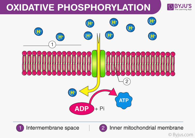 <p>respiration, fermentation, photosynthesis, chemoautotrophy (chemically making own food. maybe how life was made.)</p><p>all use when adp+P <-> atp</p><ul><li><p>chemical work, transport work, and mechanical work</p></li></ul><p>Most ATPs in aerobic organisms are formed during <u>oxidative phosphorylation</u> using ATP synthase </p><ul><li><p>bringing electron and hydrogen dumptrucks (oxidation) then take adp and add phosphorus (phosphorylation)</p></li><li><p>photosynthetic organisms have a system of <u>photophosphorylation </u>using sunlight driven electron transport</p></li><li><p>catabolism for chemoheterotrophs have three pathways</p><ul><li><p>glycolysis (EMP pathway)</p></li><li><p>Kreb cycle (citric acid cycle, tricarboxylic acid cycle)</p></li><li><p>electron transport chain (respiratory chain, oxidative phosphorylation)</p></li></ul></li></ul><p></p>