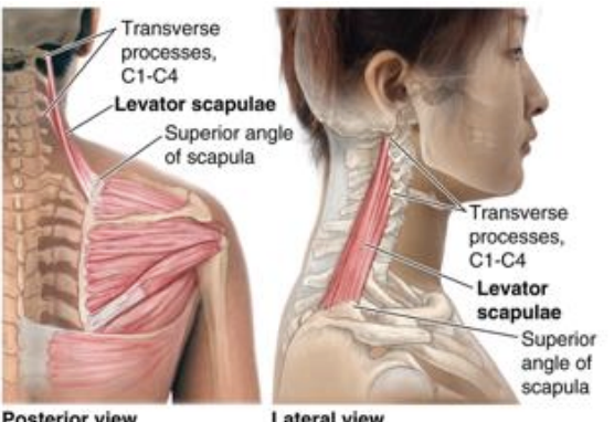 <p>Levator scapulae</p>