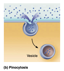 <p>(“cell drinking”), also called fluid-phase endocytosis, the cell “gulps” a drop of extracellular fluid containing dissolved molecules</p>