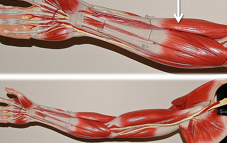 <p>Muscle, Action. Perform the action on your own body</p>