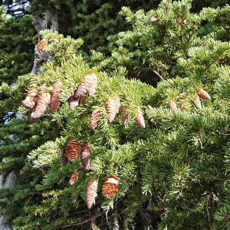 <p>Tsuga mertensiana</p>