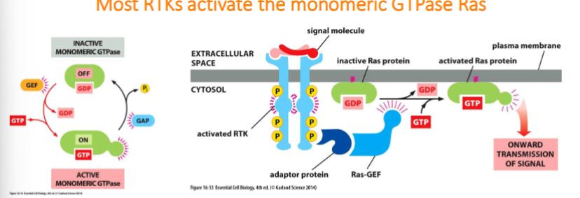 <p>Ras is a small GTP-binding protein that is bound to the cytoplasmic face of the plasma membrane</p><p>• Ras-GEF encourages Ras to exchange GDP for GTP, which activates Ras</p><p>• Ras-GAP promotes the hydrolysis of GTP to GDP which inactivates Ras 42</p>