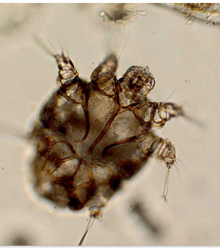 <p>Skin burrowing mites</p><p>Pinna of ear, inguinal &amp; hair-less portions of body</p><p>Livestock Infestations Reportable to State Vet &amp; USDA!</p>