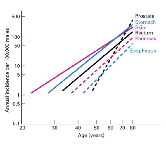 <p>Due to <strong>mutation</strong> accumulation over a lifetime, such as:</p><ul><li><p>Errors in normal biological processes like chromosome segregation and <strong>replication</strong></p></li><li><p>Spontaneous <strong>DNA damage</strong></p></li><li><p>Exposure to <strong>carcinogens</strong> or radiations</p></li><li><p>Inheritance of a <strong>mutation</strong> (<strong>genetic</strong> <strong>predisposition</strong>)</p></li><li><p><strong>Epigenetic</strong> changes that can change gene expression</p></li></ul><p>Cells that undergo constant turnover (i.e. epithelium) have higher development risks (Because pro-growth genes are constantly in euchromatic state)</p><p>Cells that do not divide do not develop into cancers (Ex, Heart muscle cells and neurons)</p>