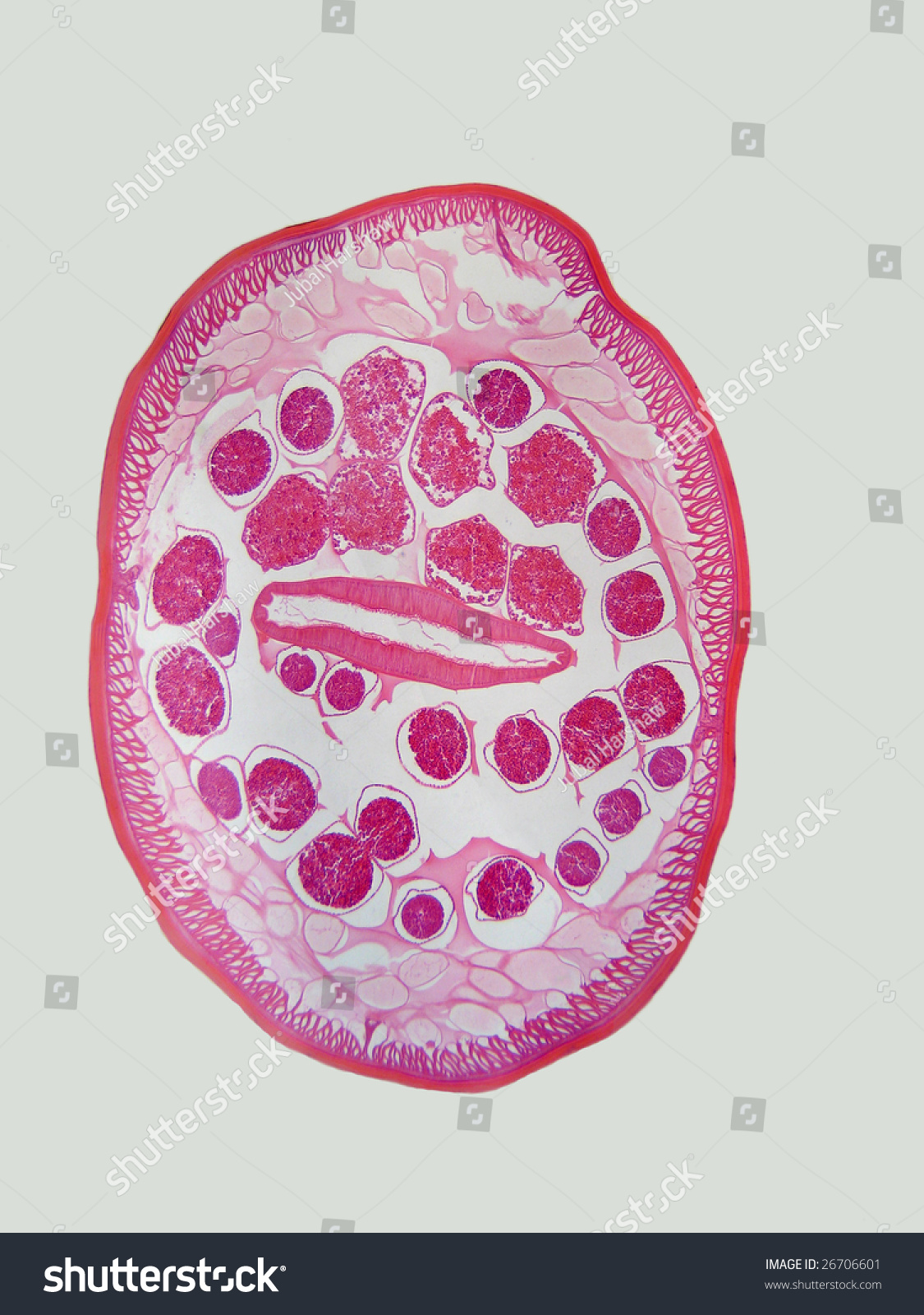 term image