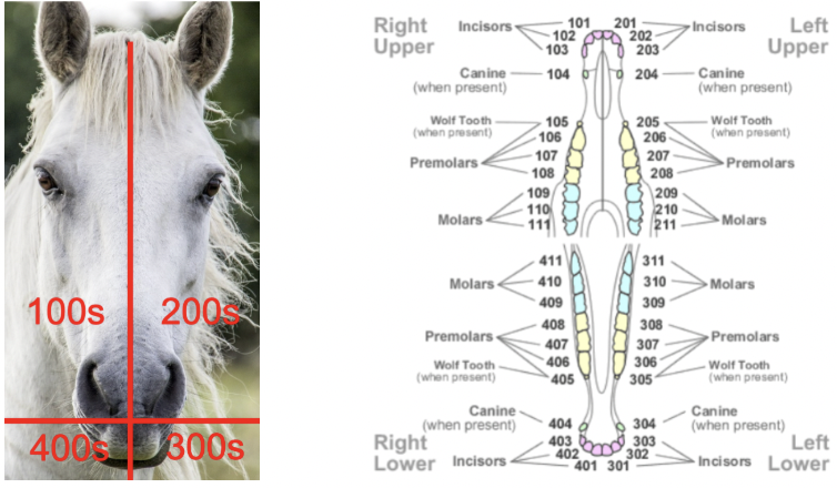 <ul><li><p><span style="background-color: transparent; font-family: "Times New Roman", serif;">Upper Right = 100’s</span></p></li><li><p><span style="background-color: transparent; font-family: "Times New Roman", serif;">Upper Left = 200’s</span></p></li><li><p><span style="background-color: transparent; font-family: "Times New Roman", serif;">Lower left = 300’s</span></p></li></ul><ul><li><p><span style="background-color: transparent; font-family: "Times New Roman", serif;">Lower right = 400’s</span></p></li></ul><p></p>