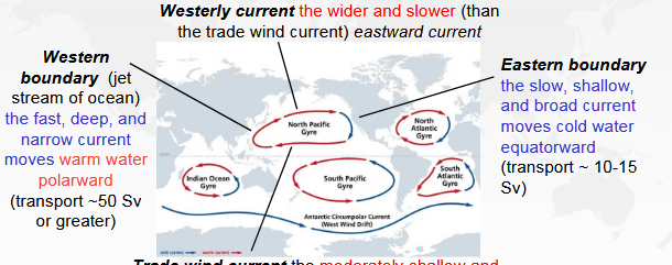 <p>Trade winds push water west at low latitudes, westerlies push water east at mid-latitudes, and Ekman transport plus Coriolis create circular gyres.</p>