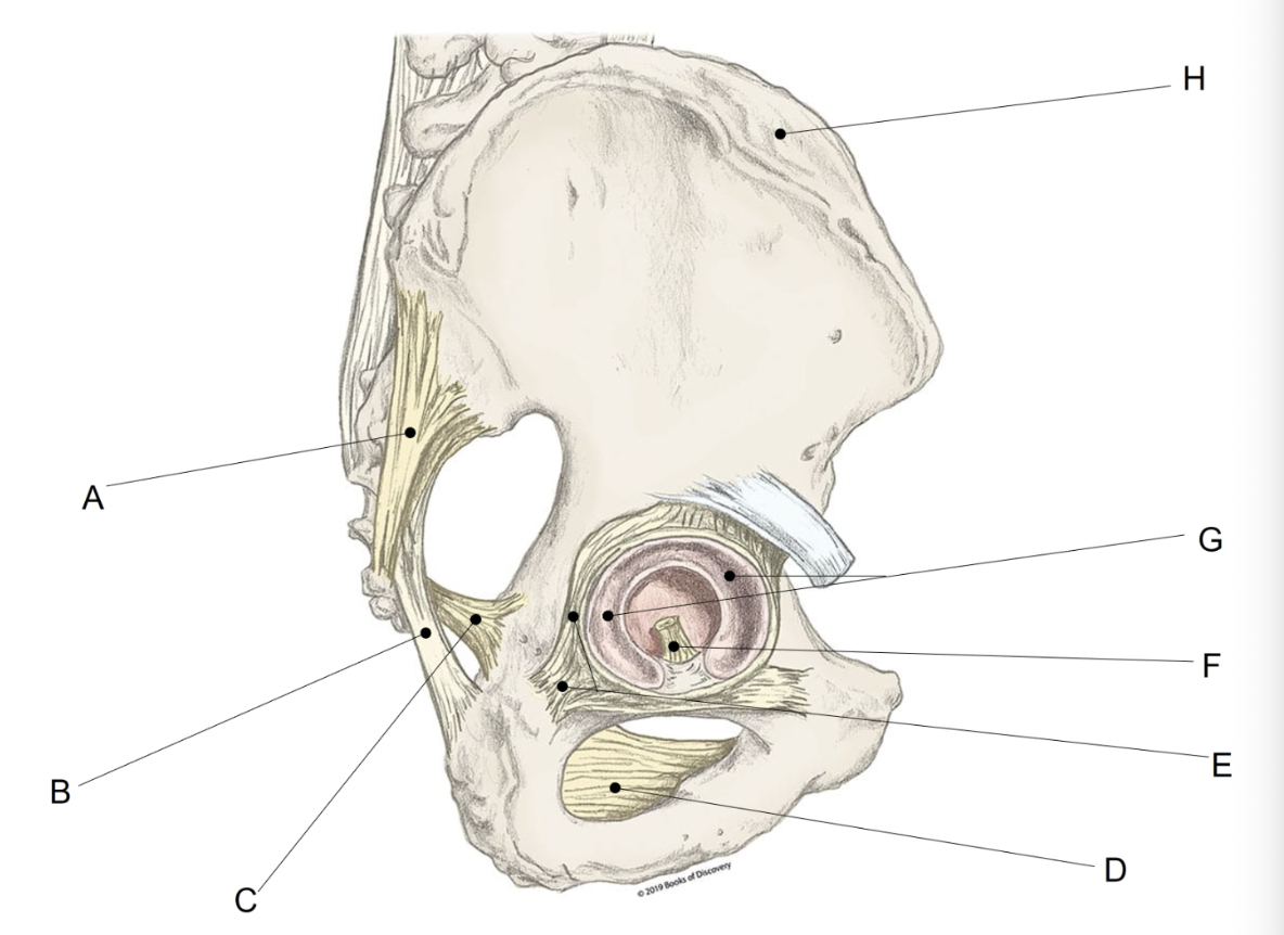 <p><span>Match the LETTER (A-H) with the anatomical structure it is labelling. &nbsp;There is NO partial credit.</span></p>