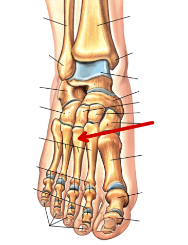 <p>Foot Bones</p>