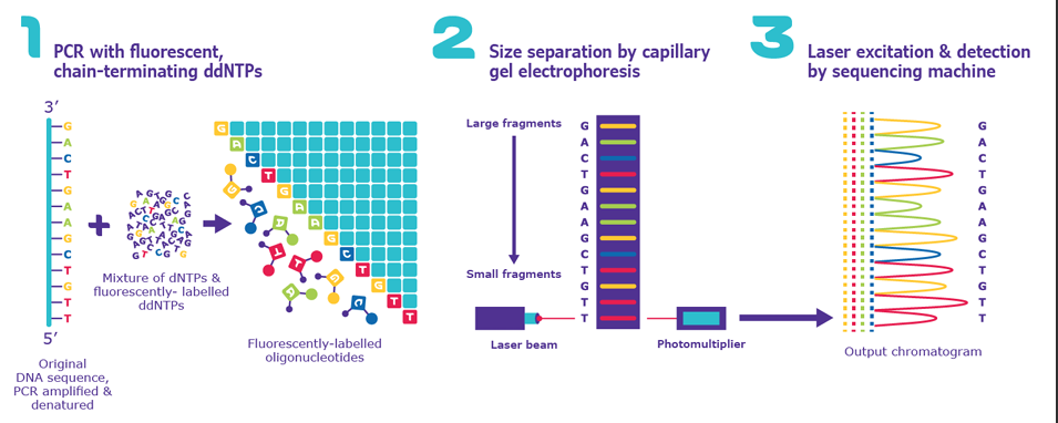 <p>Automated Sanger sequencing was developed in the 1980s and enabled large-scale DNA sequencing.</p><p>It became the predominant technology used to generate the first draft of the human genome.</p><p>The slide shows:</p><p>1. PCR with fluorescent chain-terminating ddNTPs</p><p>2. Size separation by capillary gel electrophoresis</p><p>3. Laser excitation and fluorescence detection to generate a chromatogram</p><p>Lecturer explanation:</p><p>The details were presented as background rather than assessable content.</p>