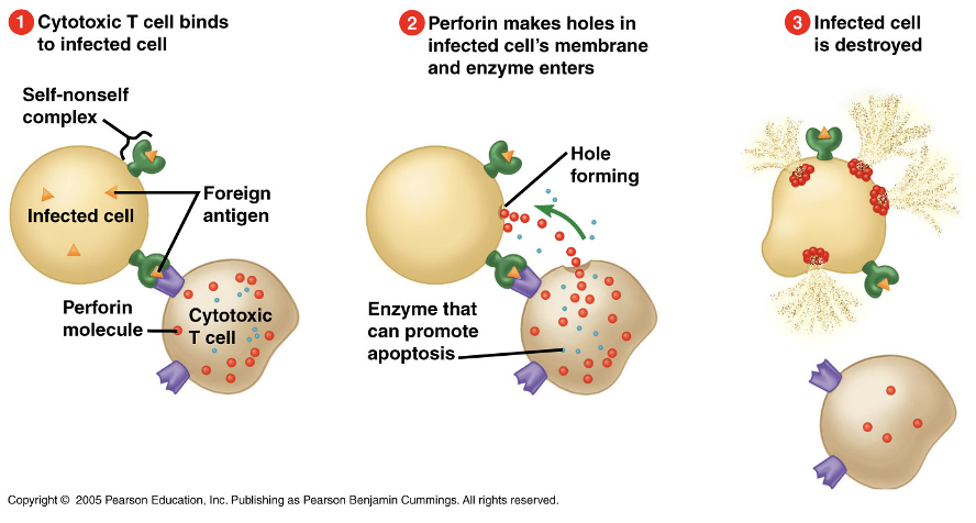 <ol><li><p>Cytotoxic T cell binds to infected cell</p></li><li><p>Perforin makes holes in infected cell’s membrane and enzyme enters </p></li><li><p>Infected cell is destroyed</p></li></ol><p>*Apoptosis better than necrosis</p><p></p>