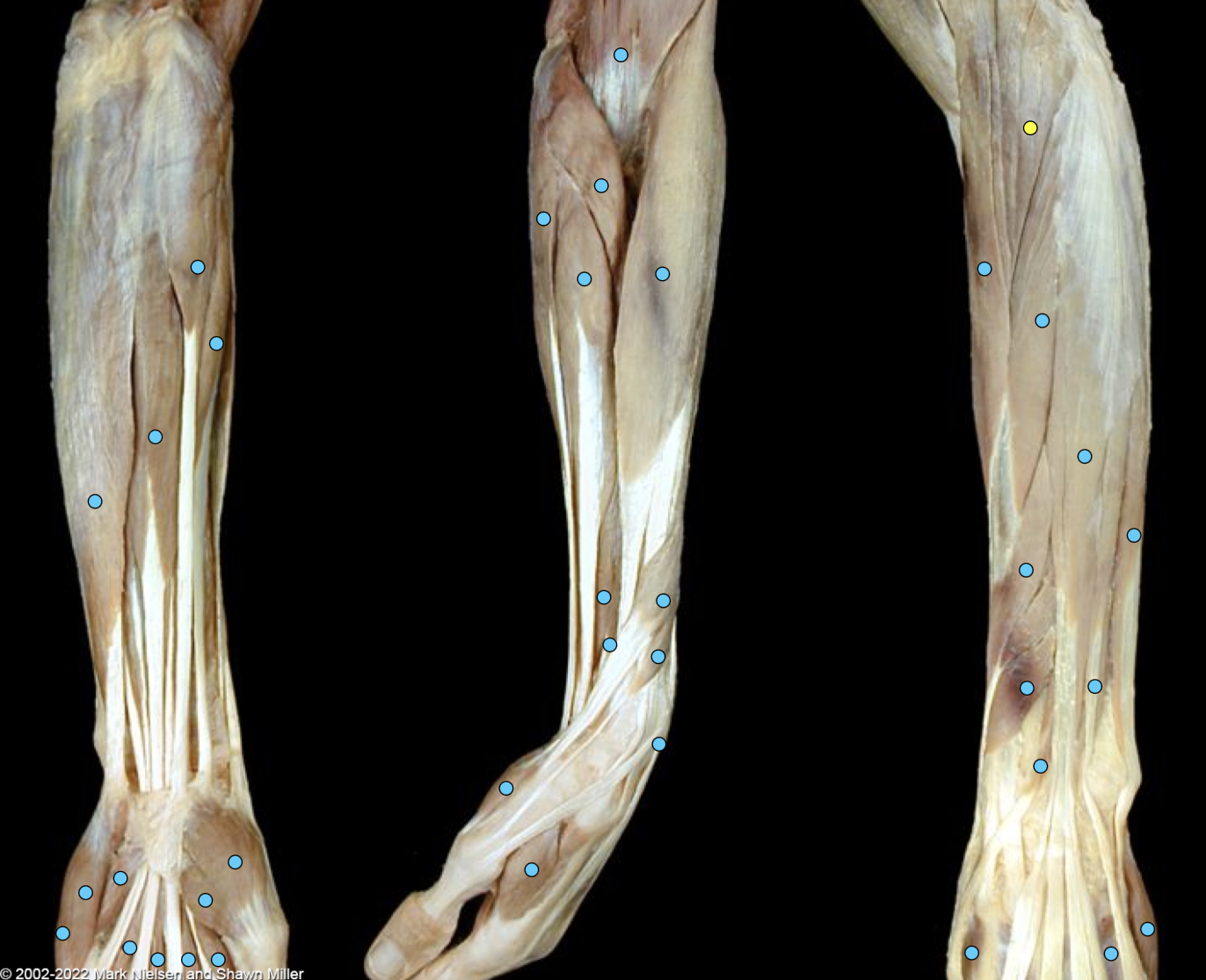 knowt flashcard image