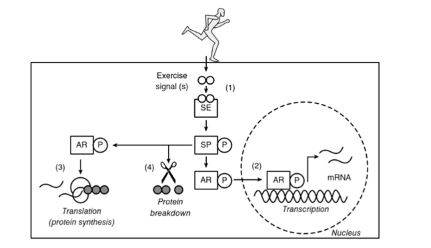 <p>mRNA &amp; proteins </p><p>Related mRNA &amp; synthesis involving mitochondria </p><p></p><ol><li><p>Sensor proteins - detection </p></li><li><p>Signal pathways</p></li><li><p>Effector - Adaptation </p></li></ol><p></p>
