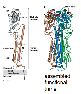 <ul><li><p>Multimeric proteins several different tertiary structures held together</p></li><li><p> can contain any number of identical or different polypeptides</p></li><li><p>ex: Influenza virus hemagglutinin.</p><ul><li><p>A trimer of identical subunits each composed of an HA1 and an HA2 domains</p></li><li><p>the three identical two-protein subunits are held together by non-covalent bonds</p></li></ul></li></ul><p></p>