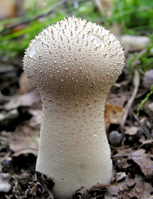 <ul><li><p>Round white mushroom</p></li><li><p>No visible gills or cap</p></li><li><p>Covered with tiny bumps/spines</p></li><li><p>Releases spores in brown “puff”</p></li><li><p>Forest floors & grassy areas</p></li></ul><p></p>