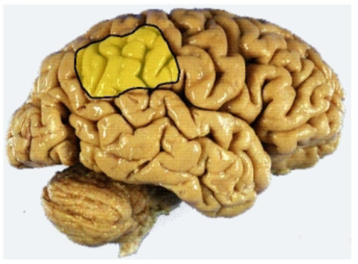 <ul><li><p>In the non dominant hemisphere the inferior parietal lobule modulates attention to stimuli both on the body and in the visual field (perceptrertual awareness)</p></li><li><p>Lesions to this areas are associated with hemineglect syndrome (failure to recognize the left side of the body as self).</p></li></ul><p></p>
