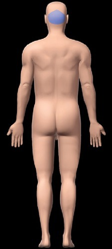 <p>back of head </p>