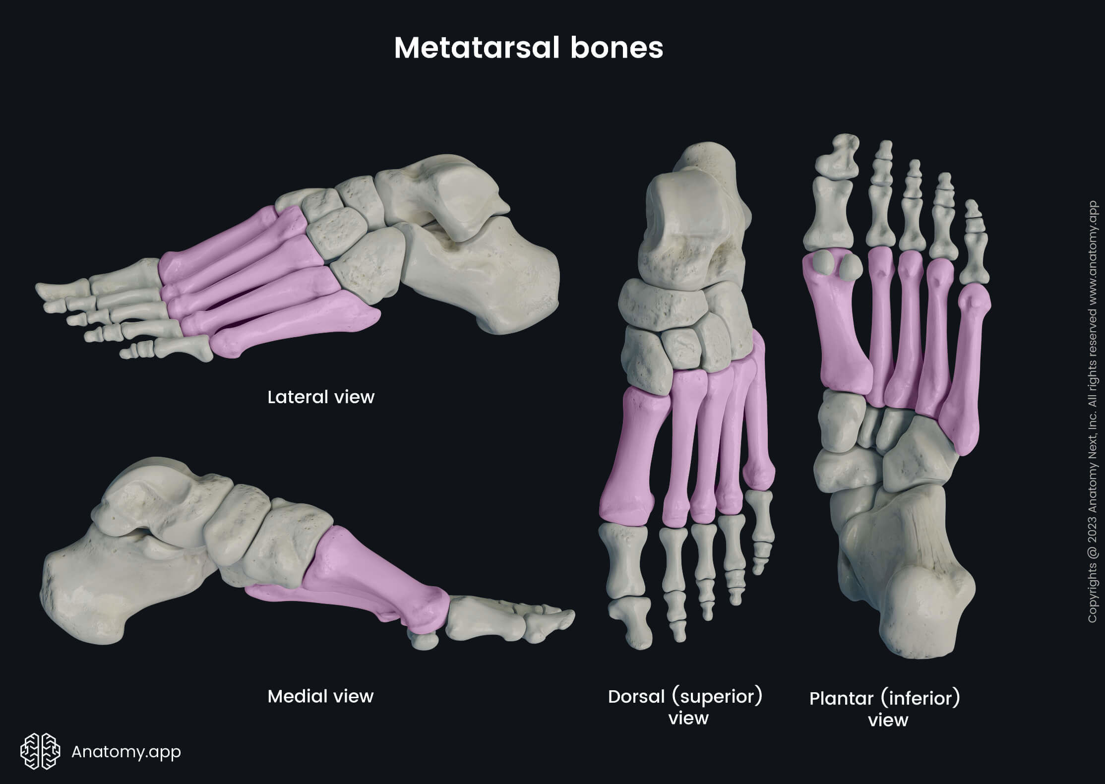 <p>Foot bones</p>