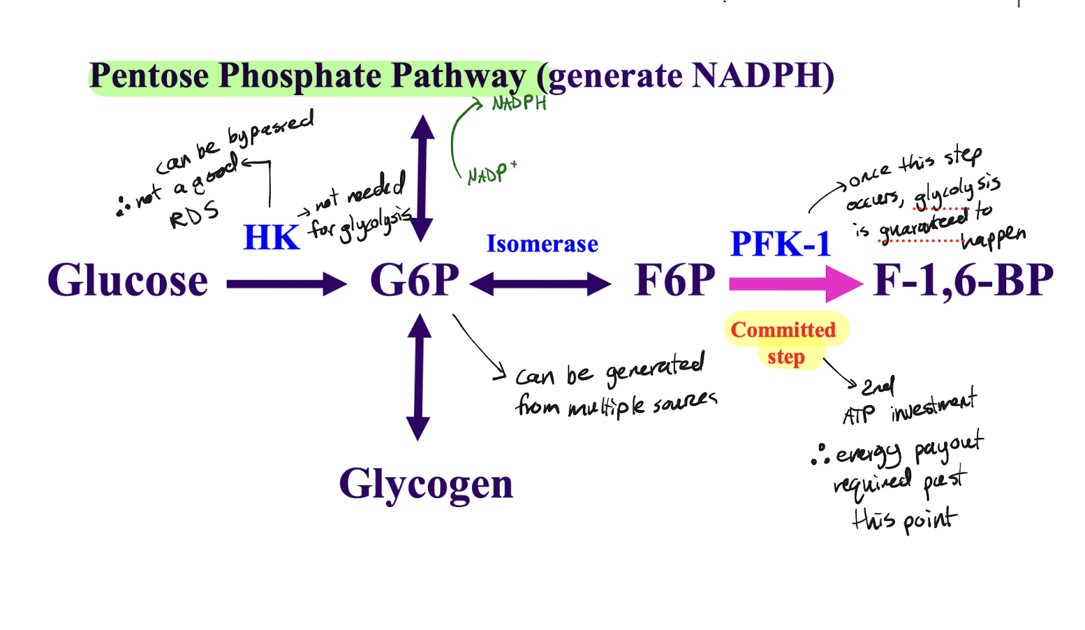 <p>Reaction 3: phosphoryl transfer catalyzed by PFK-1 is the rate determining step</p><p>At this point 2 ATPs have been committed to the pathway, and thus ATP investment needs to occur. Reaction 1 (hexokinase phosphoryl transfer) occurs before this step in the pathway, but can be bypassed, as G6P created from this reaction can created in other reactions (from glycogen, pentosephosphate pathway). Reaction 2 is unregulated. Thus, reaction 3 is the best committed step for glycolysis</p>
