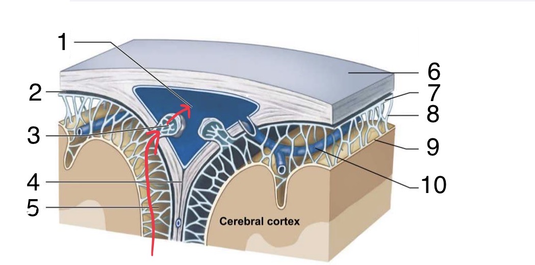 <p>Identify the parts of the superior Cranium</p>
