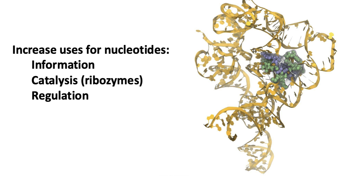 <p>Increase uses for nucleotides: —> Information Catalysis (ribozymes) Regulation</p><p></p>