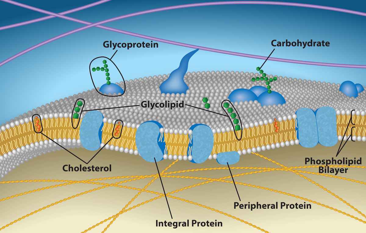 <p>attached b/w phospholipids &amp; 2 phospholipid bilayers of membrane</p>