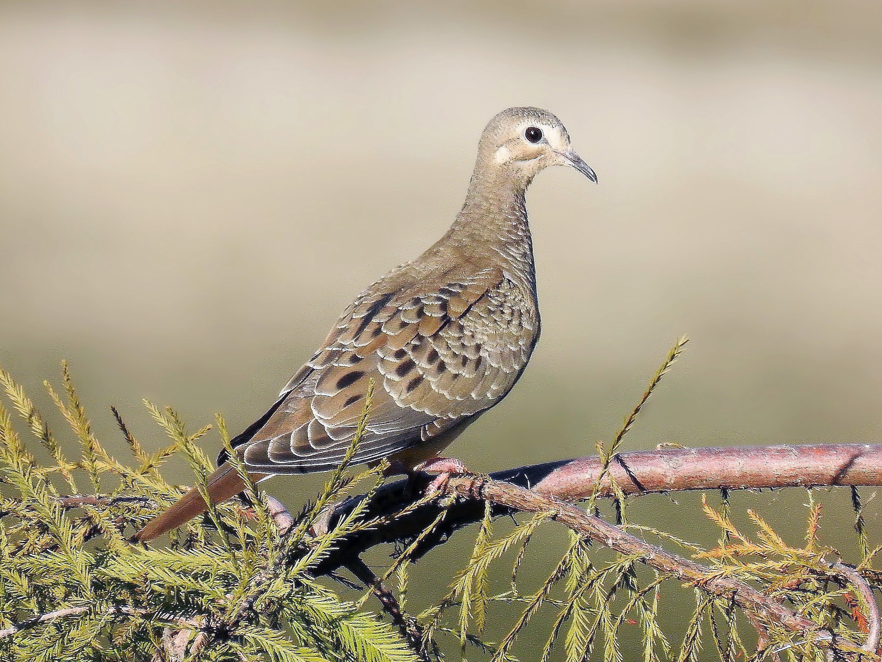 <p>Order Columbiformes Family Columbidae</p>