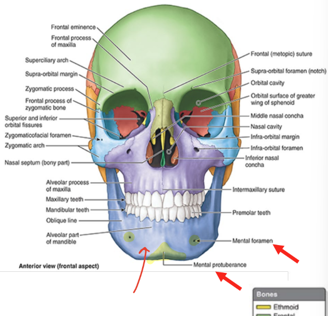 <ul><li><p>only moveable bone in skull</p></li><li><p>U-shaped bone that supports mandibular teeth</p></li><li><p>consists of horizontal (<strong>body</strong>) and vertical (<strong>ramus</strong>) parts</p></li><li><p><strong>mental foramina</strong></p><ul><li><p>mental nerves & vessels</p></li></ul></li><li><p><strong>mental protuberance</strong></p><ul><li><p>forms prominence of chin</p></li><li><p>triangular bony elevation inf. to mandibular symphysis</p></li></ul></li></ul><p></p>