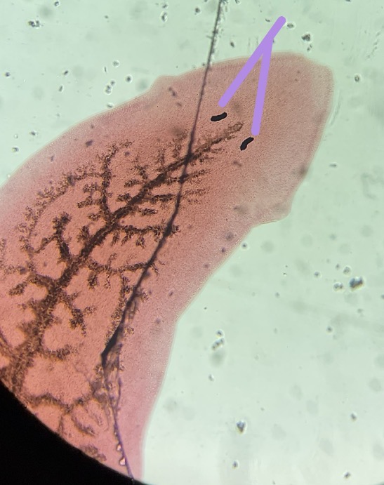 <p>What is this structure </p>