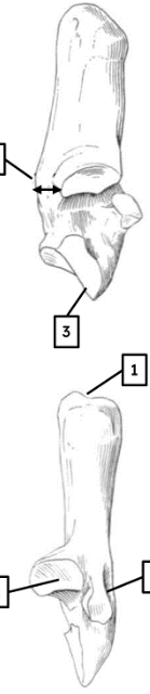 <p>identify wtih features </p>