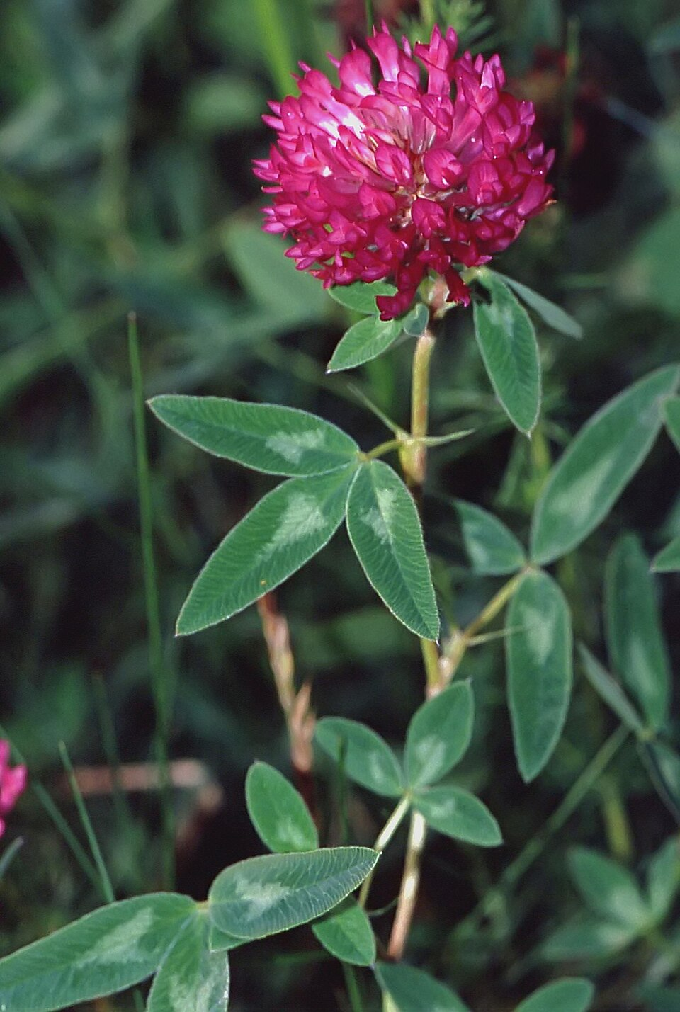 <p>Rödklöver   (Fabaceae)</p>