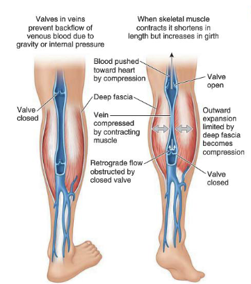 <ol><li><p>musculovenous pump: where muscular contractions become a compressive force propelling venous blood against gravity</p></li><li><p>valves: obstruct retrograde flow</p></li></ol><p></p>