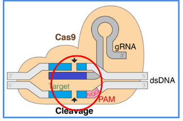 <ul><li><p>Direct gene editing in organism’s genome</p></li><li><p>An enzyme cuts the DNA → DNA can be changed</p></li><li><p>When certain bacteria are attacked by a virus, they incorporate part of the invader's DNA into their own, allowing them to create specialized molecules that humans can harness</p></li></ul><p></p>