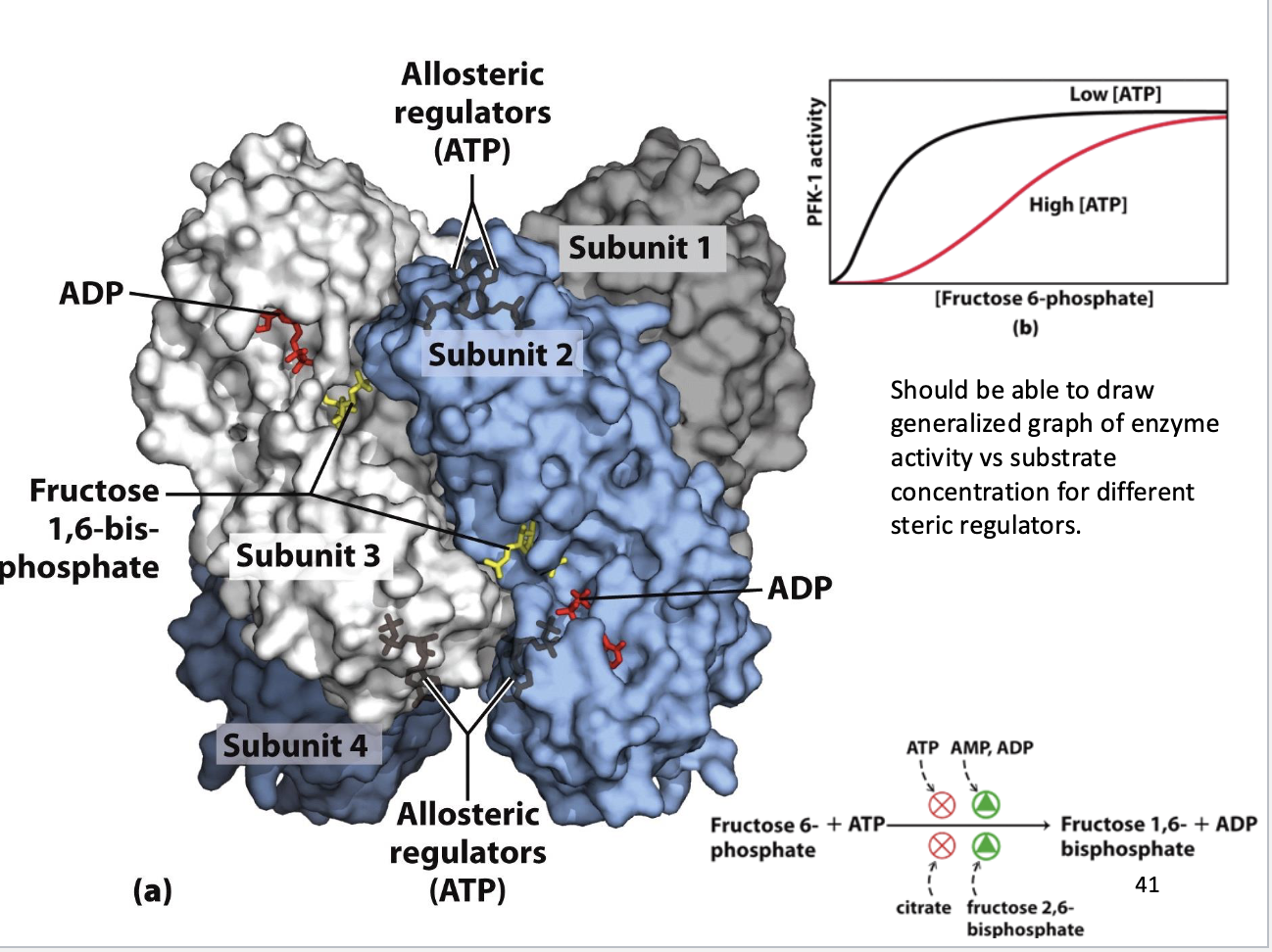 <p><strong>1. Structure:</strong></p><ul><li><p>Tetramer (4 subunits)</p></li><li><p><strong>Active sites:</strong> F6P + ATP binding → catalysis</p></li><li><p><strong>Allosteric sites:</strong> regulators bind → “on/off switches”</p></li></ul><p><strong>2. Regulators:</strong></p><p><strong>Red Lights (Inhibitors):</strong></p><ul><li><p><strong>ATP:</strong> high energy → binds allosterically → slows enzyme</p></li><li><p><strong>Citrate:</strong> Citric Acid Cycle backed up → inhibits glycolysis</p></li></ul><p><strong>Green Lights (Activators):</strong></p><ul><li><p><strong>AMP/ADP:</strong> low energy → activate enzyme</p></li><li><p><strong>Fructose 2,6-bisphosphate (F-2,6-P2):</strong> most potent activator</p></li></ul><p><strong>3. Sigmoidal Kinetics:</strong></p><ul><li><p><strong>Low ATP:</strong> hyperbolic curve → enzyme efficient at low substrate</p></li><li><p><strong>High ATP:</strong> S-shaped (sigmoidal) curve → decreased substrate affinity, higher $K_m$</p></li><li><p><strong>Reason:</strong> ATP allosterically decreases PFK-1 affinity for F6P to prevent excess glycolysis</p></li></ul><p><strong>4. Biological Takeaway:</strong></p><ul><li><p><strong>PFK-1 = metabolic “logic gate”</strong></p></li><li><p>High energy → glycolysis slows, saves glucose</p></li><li><p>Low energy → glycolysis accelerates, makes ATP</p></li></ul><p><strong>5. Exam Tip:</strong></p><ul><li><p>Sigmoidal vs hyperbolic curve often tested</p></li><li><p>F-2,6-P2 = strongest activator; remember it’s <strong>not the product</strong></p></li></ul><p></p>