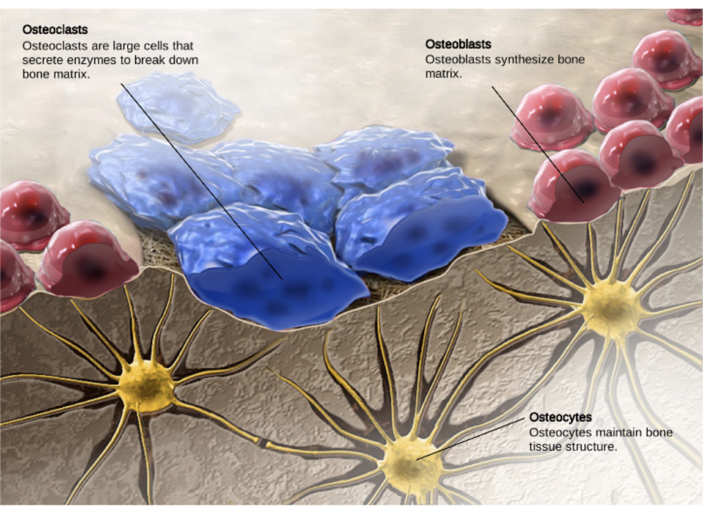 <p>cell responsible for resorbing bone</p>