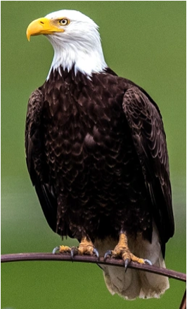 <p>Species, family, order?</p>