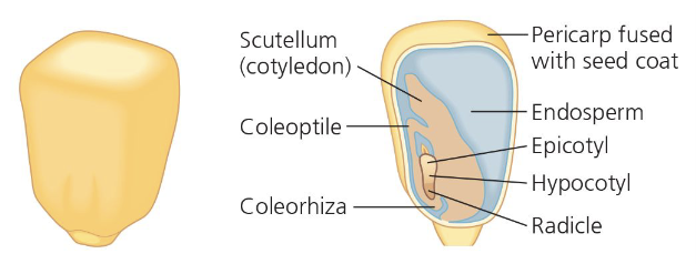 <p>(corn)</p><p>epicotyl - embryonic shoot above the cotyledon (dev. into stem and leaves, grows upward)</p><p>hypocotyl - (region of the embryo below the cotyledon and above the radicle in the middle, connects shoot system to root)</p><p>radicle - embryonic root, dev. into primary root system</p><p>coleorhiza - protective sheath that covers the radicle (protects young root as it grows through soil)</p><p>coleoptile - protective shoot that covers the shoot</p><p>scutellum - single cotyledon (seed leaf) of monocots, absorbs nutrients from endosperm</p><p>pericarp - outer covering of the seeds (in many monocots the pericarp is fused with the seed coat)</p>