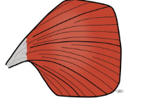 <p>Wide origin, narrow insertion like a fan / triangle</p>