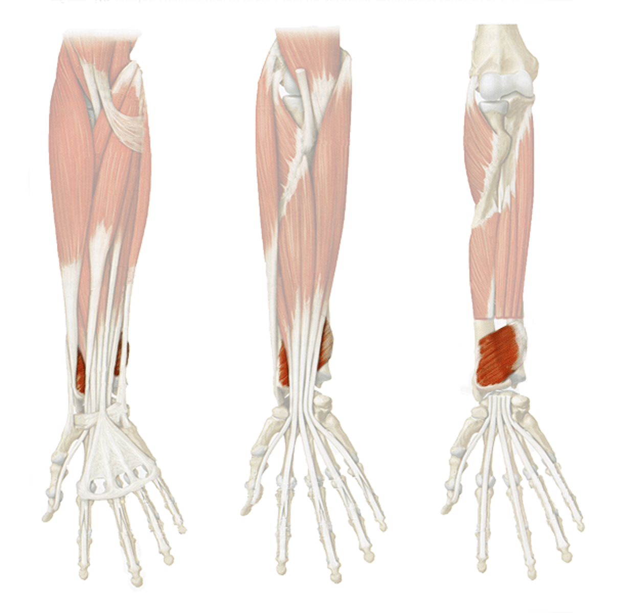<p>Origin: Distal anterior surface of ulna.</p><p>Insertion: Distal anterolateral surface of radius.</p><p>Innervation: Median nerve.</p><p>Action: Pronation of forearm.</p>