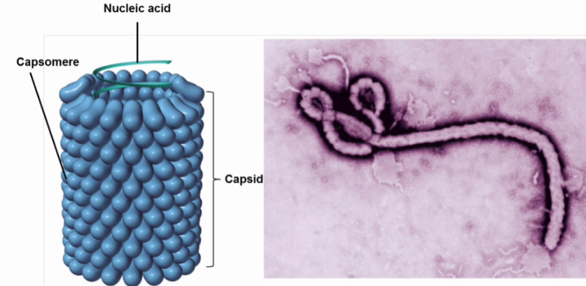 <p>what kind of virus shape is this? </p>