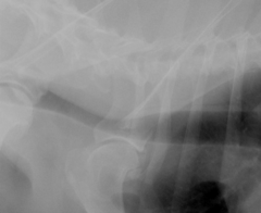 <p>Diagnosis?</p>