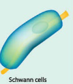<p>Peripheral Nervous System</p><p>Produce myelin sheaths around some axons; single cell → single sheath</p><p>[NOTE: Text considers these to be specialized oligodendrocytes]</p>