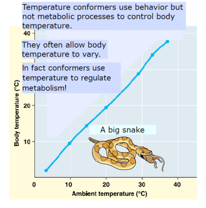 <p>An animal (ectotherm) that uses different environments to regulate body temperature. Some examples of conformers are reptiles or insects.</p>